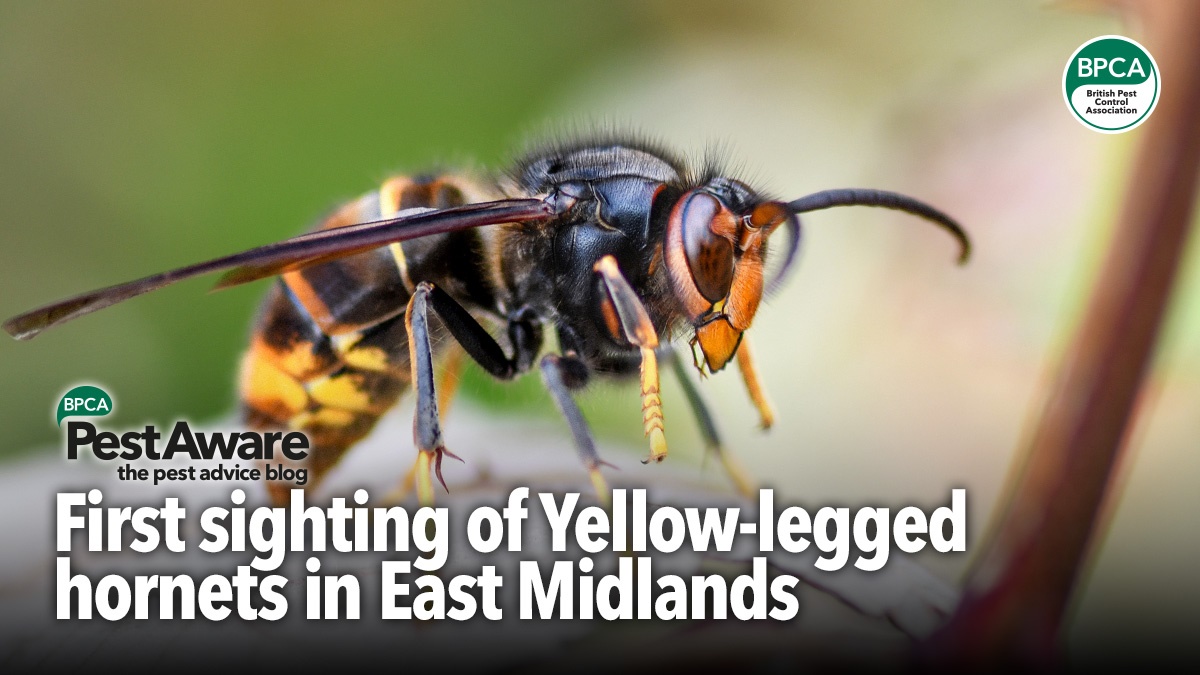first-sighting-yellow-legged-hornet-east-midlands-hero